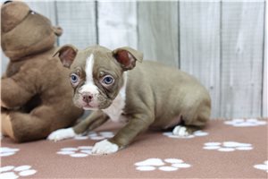 Noelle - Boston Terrier for sale