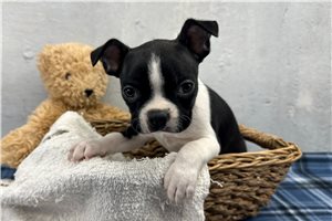 Jimmy - Boston Terrier for sale