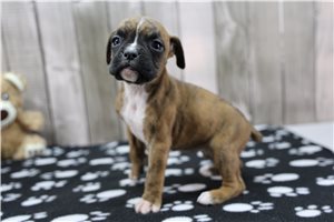 Francine - Boxer for sale