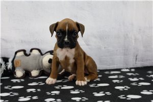 Fern - Boxer for sale