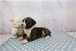 Harvard - Boxer for sale