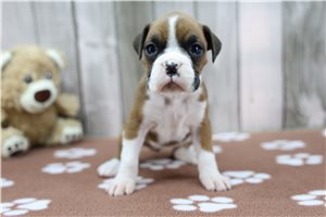 Farrah - Boxer for sale