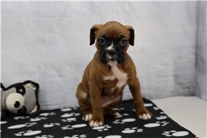 Frida - Boxer for sale