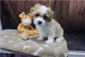 Bentley - puppy for sale