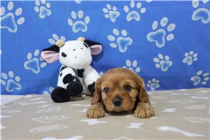 Jacques - Cavalier King Charles Spaniel for sale