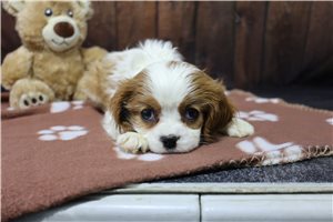 Kona - puppy for sale