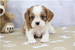 Dallas - Cavalier King Charles Spaniel for sale