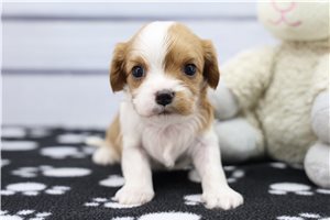 Ivanna - Cavalier King Charles Spaniel for sale