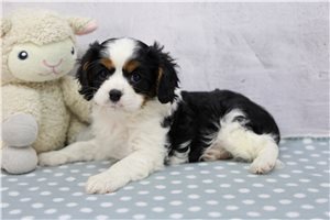 North - Cavalier King Charles Spaniel for sale