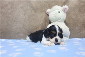 Brittany - Cavalier King Charles Spaniel for sale