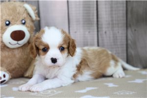 Niles - puppy for sale