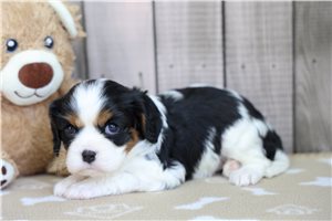 Nova - Cavalier King Charles Spaniel for sale