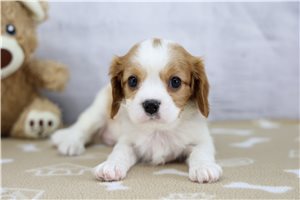 Idris - Cavalier King Charles Spaniel for sale