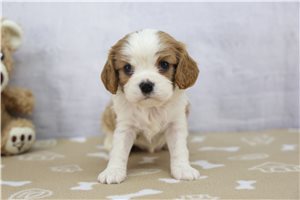 Dallie - puppy for sale