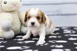 Idris - puppy for sale