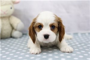 Norman - Cavalier King Charles Spaniel for sale