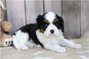 North - puppy for sale