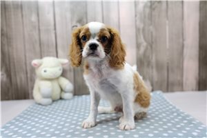 Dallas - Cavalier King Charles Spaniel for sale