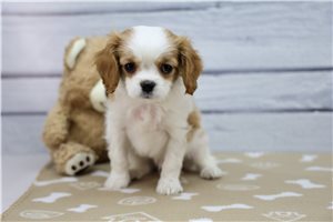 Ignacio - Cavalier King Charles Spaniel for sale