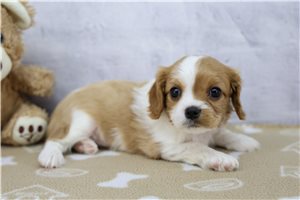 Ivanna - Cavalier King Charles Spaniel for sale
