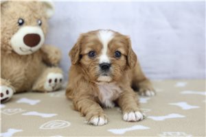 Denver - puppy for sale