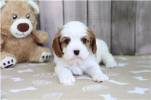 Norman - Cavalier King Charles Spaniel for sale