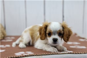 Ignacio - Cavalier King Charles Spaniel for sale