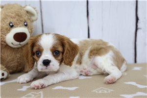 Dallas - Cavalier King Charles Spaniel for sale