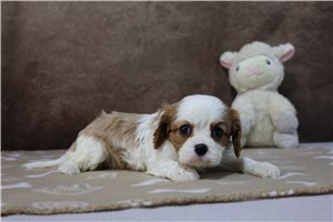 Kylee - puppy for sale