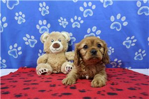 Tom - puppy for sale