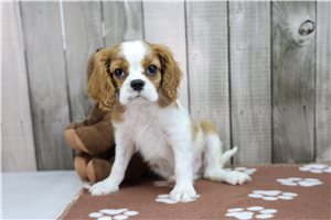 Dallas - Cavalier King Charles Spaniel for sale
