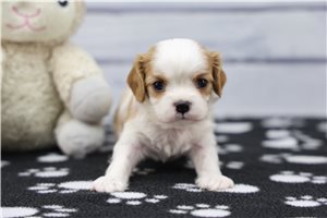 Ignacio - puppy for sale