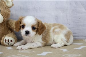 Ignacio - Cavalier King Charles Spaniel for sale