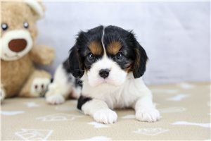 Madison - Cavalier King Charles Spaniel for sale