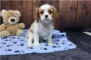 Kurt - puppy for sale