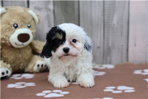 Daisy - Cavapoo for sale
