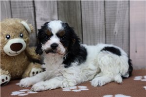 Dream - Cavapoo for sale