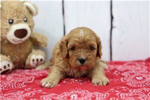 Trillian - puppy for sale