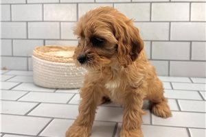 Scooter - Cavapoo for sale