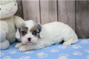 Diana - Cavapoo for sale