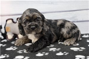 Grayson - Cocker Spaniel for sale
