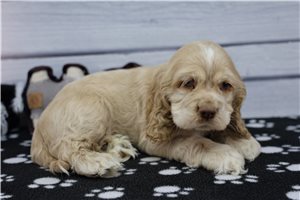 Gideon - puppy for sale