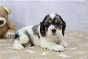 Gemma - puppy for sale