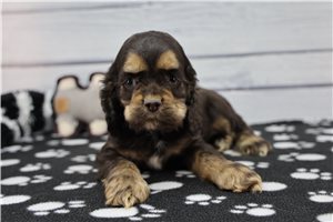 Gordan - Cocker Spaniel for sale