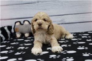 Glen - puppy for sale