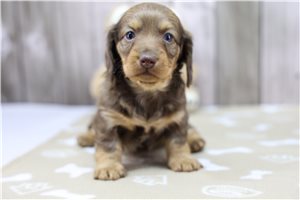 Elaine - puppy for sale