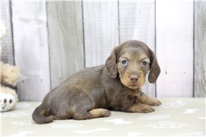 Evangeline - puppy for sale
