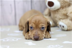 Kenneth - Dachshund, Tweenie for sale