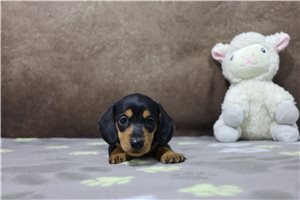 Laura - puppy for sale