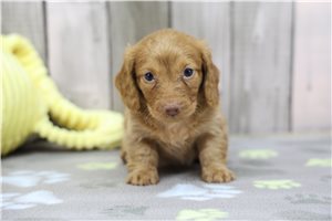 Krystal - puppy for sale